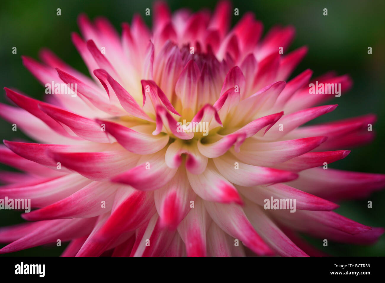 Dahlia flower hi-res stock photography and images - Alamy