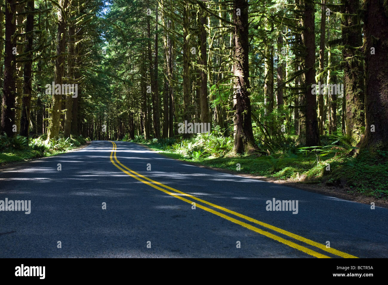 Road to Hoh Rainforest in Olympic National Park Washington State USA Stock Photo