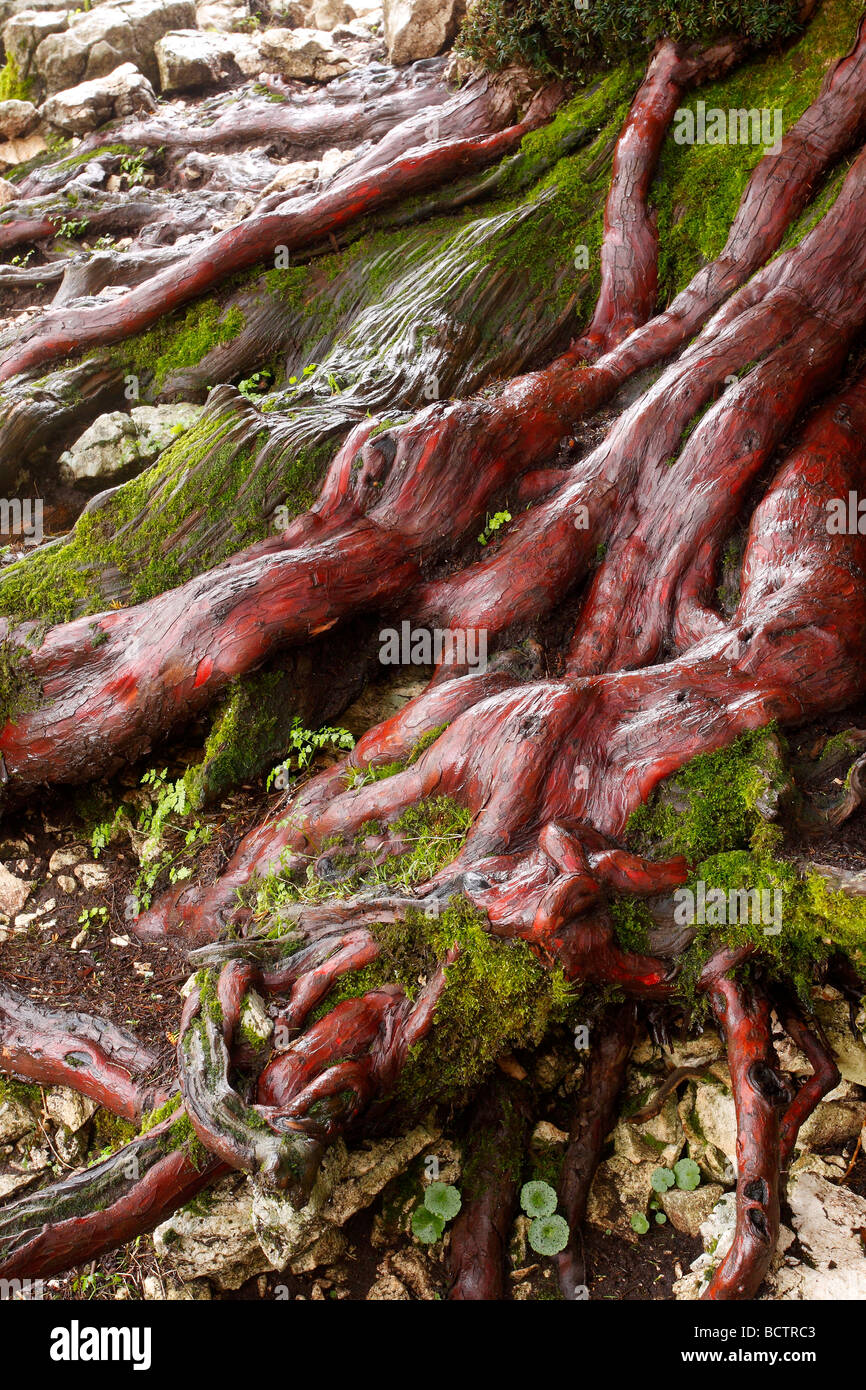 Roots and Trunk millenium of yew tree Taxus baccata Sierra de Segura