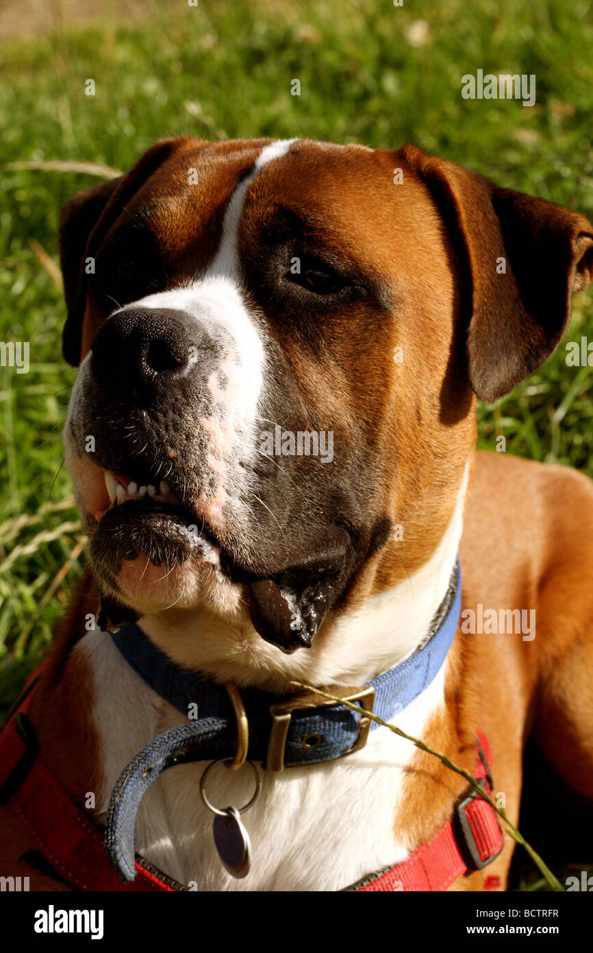 Bullenbeisser dog collars sales