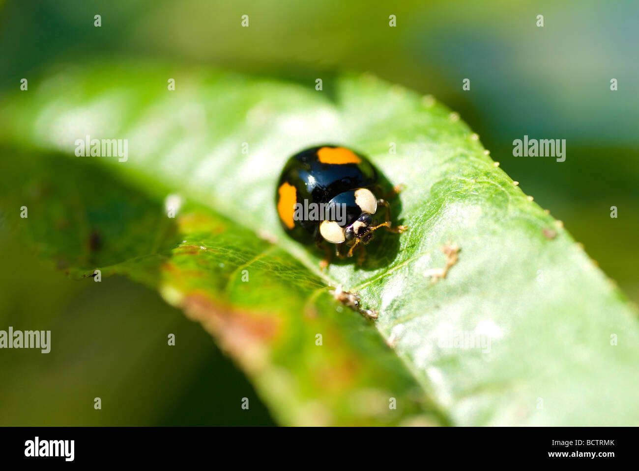 A Two Spot Ladybird Adalia bipunctata Stock Photo