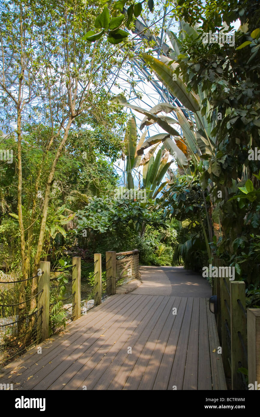 A timber walkway through the Rain Forest Biome at the Eden Project, Cornwall, showing tropical palms and vegetation Stock Photo