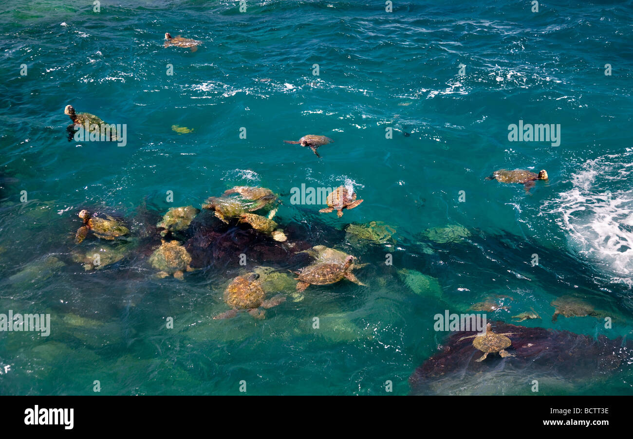 Green Sea Turtles Chelonia mydas Kauai coast Hawaii Stock Photo