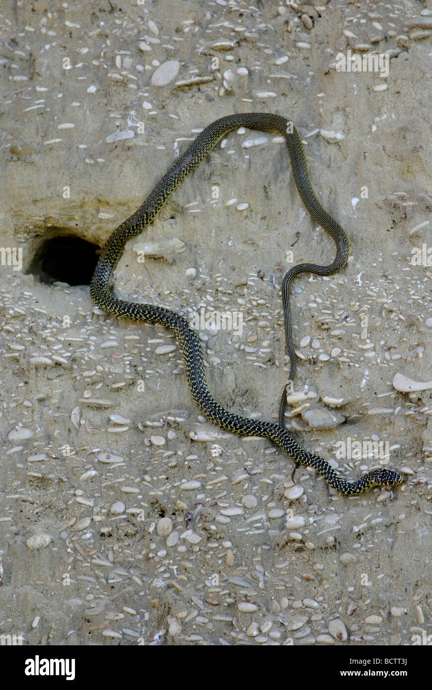 Western Whip Snake predating Bee-eater colony Stock Photo