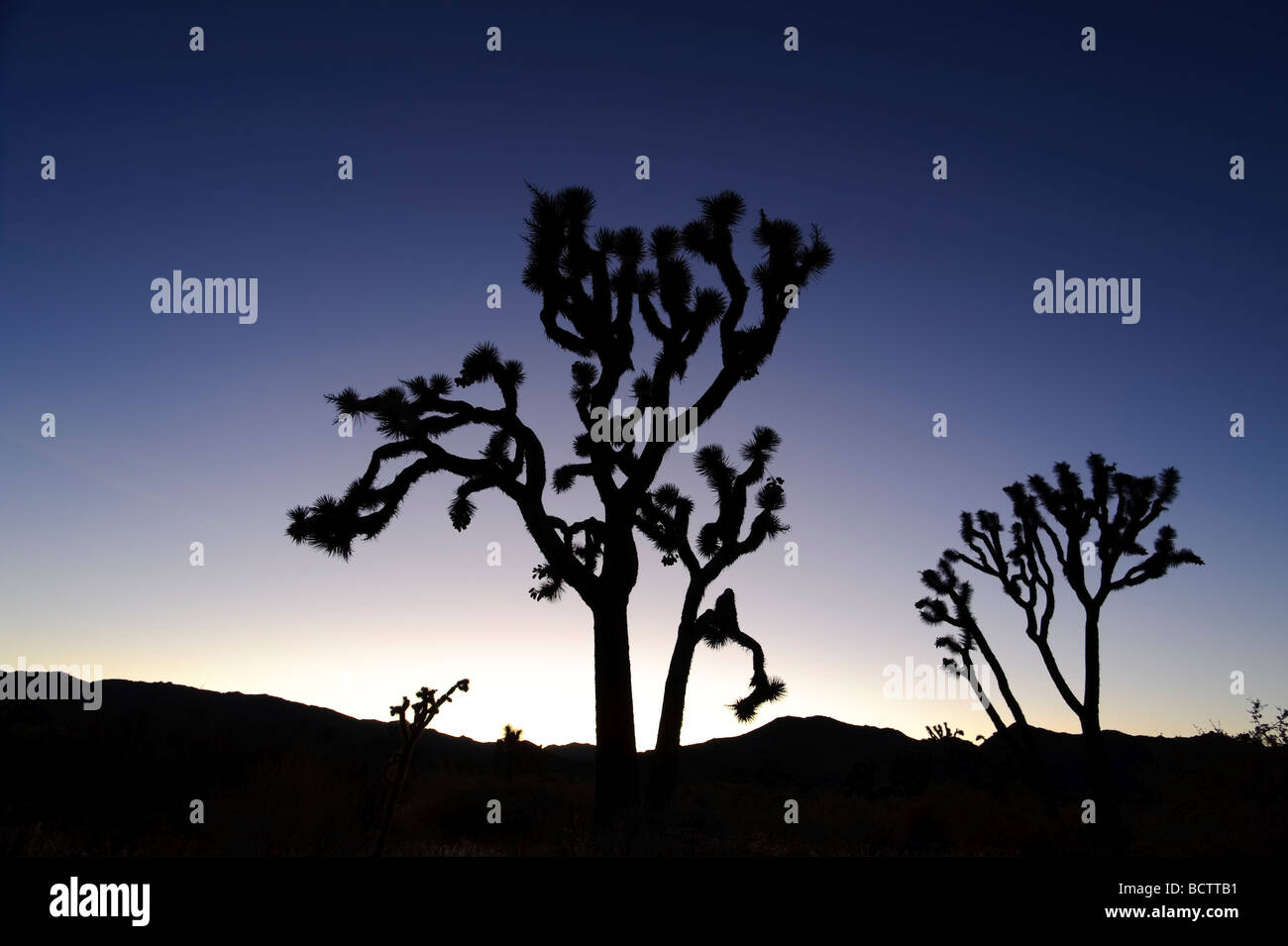 USA California Joshua Tree National Park Joshua Trees Yucca Brevifolia Stock Photo