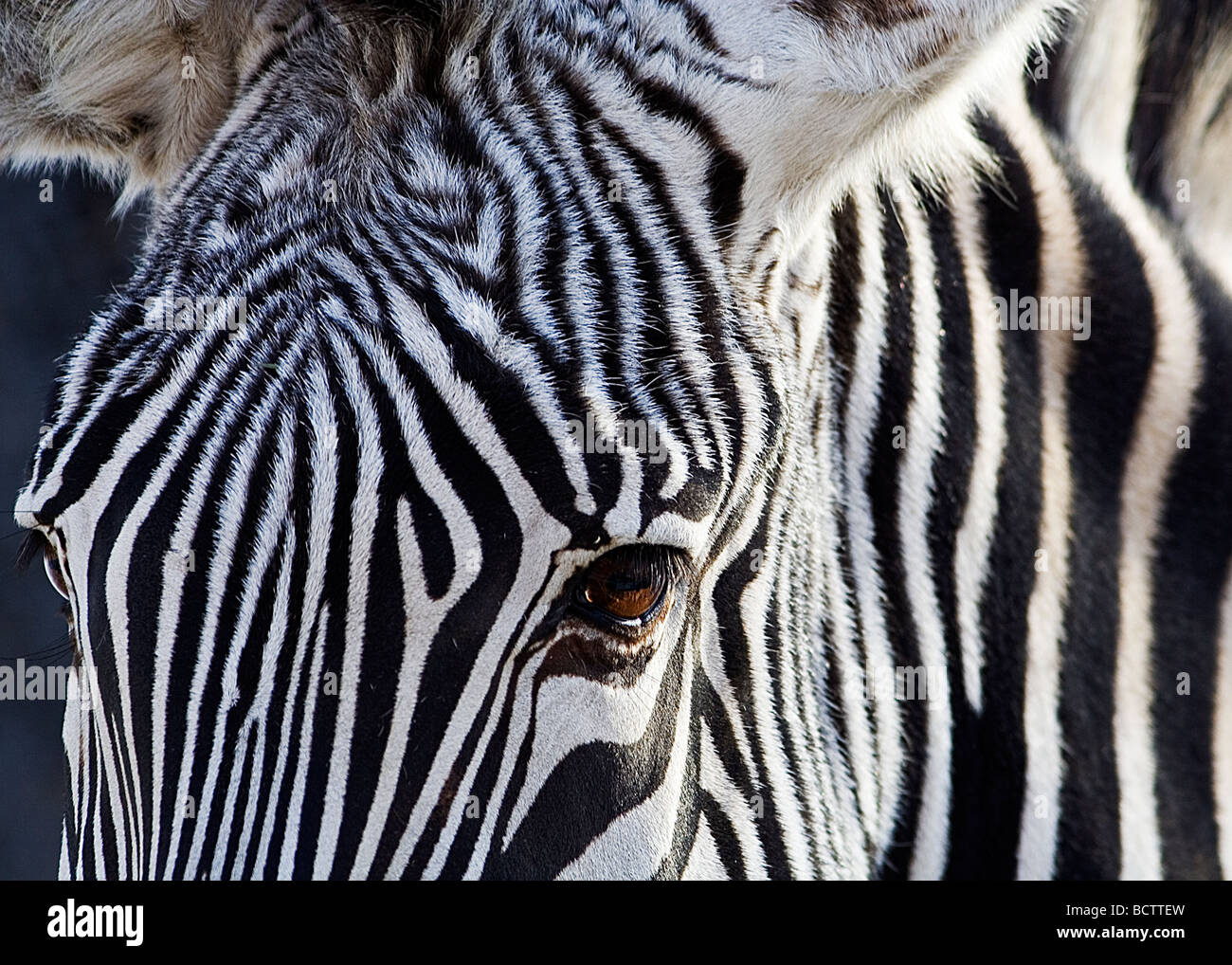 An intimate photograph of a zebra's head and neck. Stock Photo