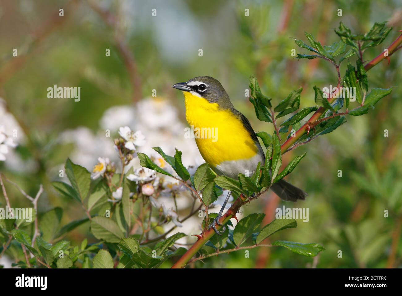 Yellow breasted Chat perched in Blackberry Bush Stock Photo