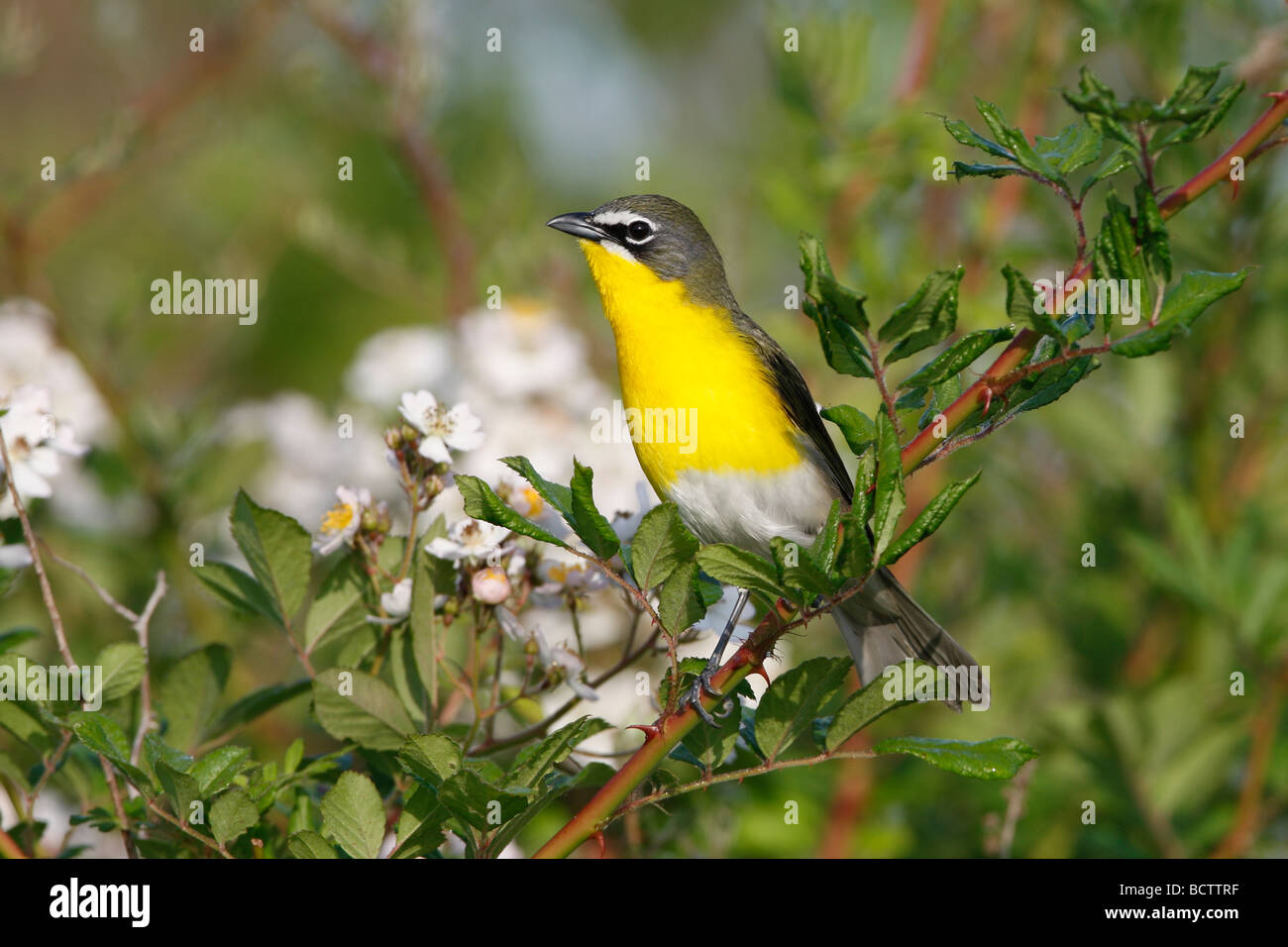 Yellow breasted Chat perched in Blackberry Bush Stock Photo