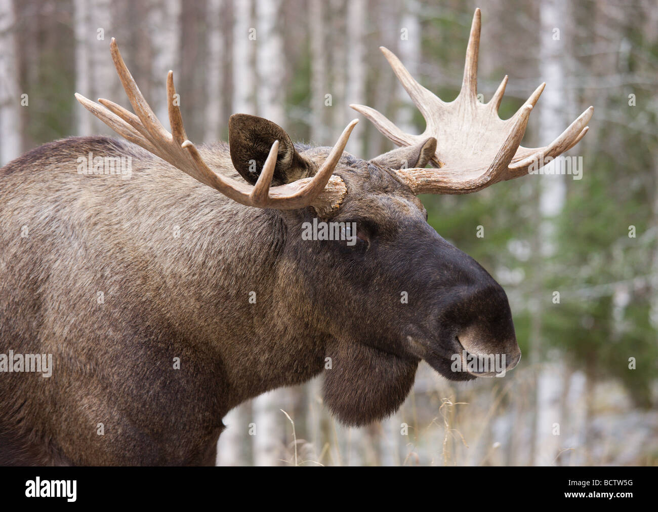 Male moose hi-res stock photography and images - Alamy