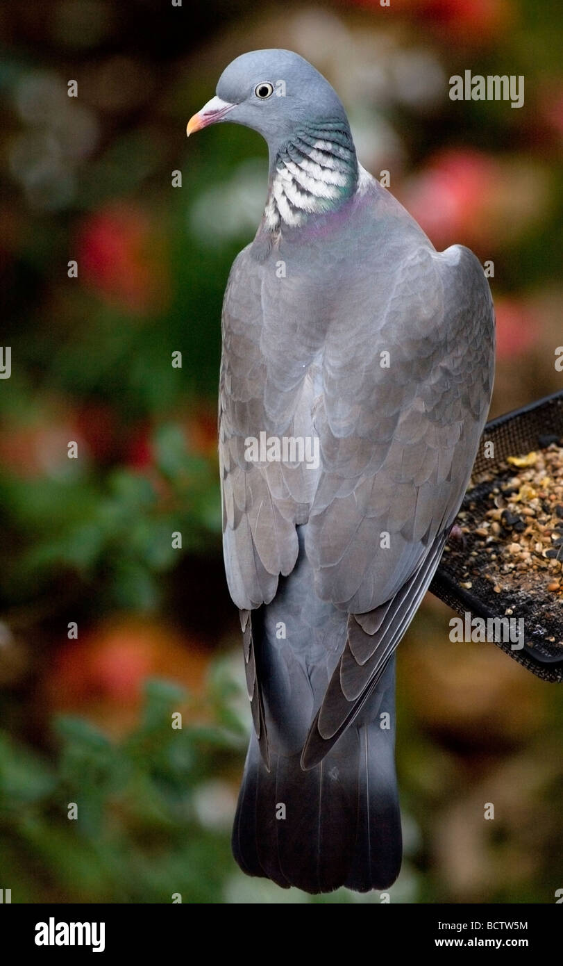 Wood Pigeon Columba Palambus Sitting On Bird Feeder Tray Uk