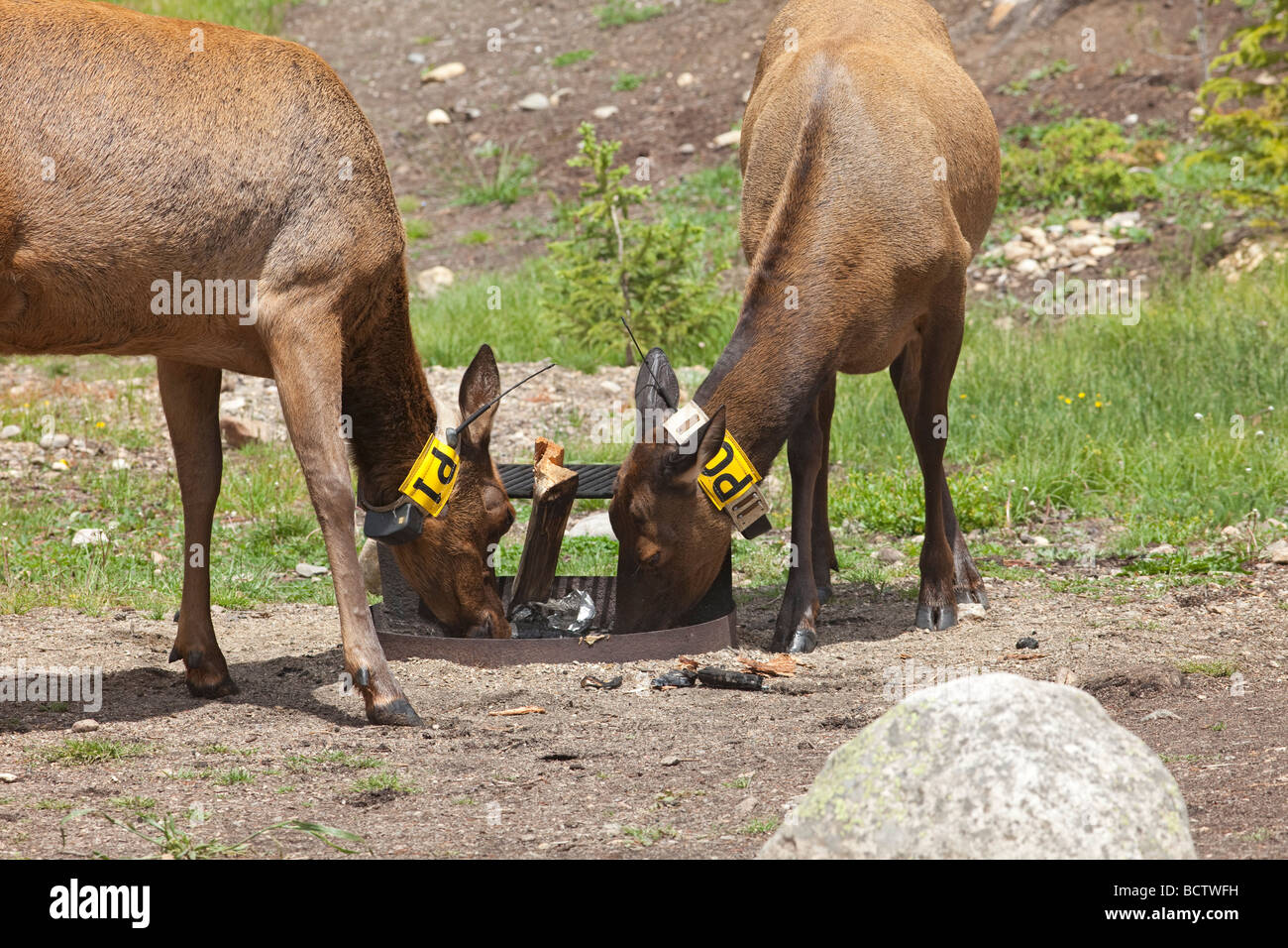 Two radio collared cow elk search for food in a fire pit Stock Photo