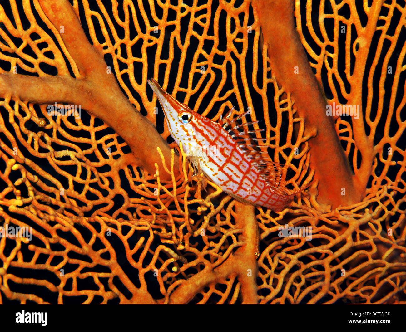 longnose hawkfish - Oxycirrhites typus Stock Photo