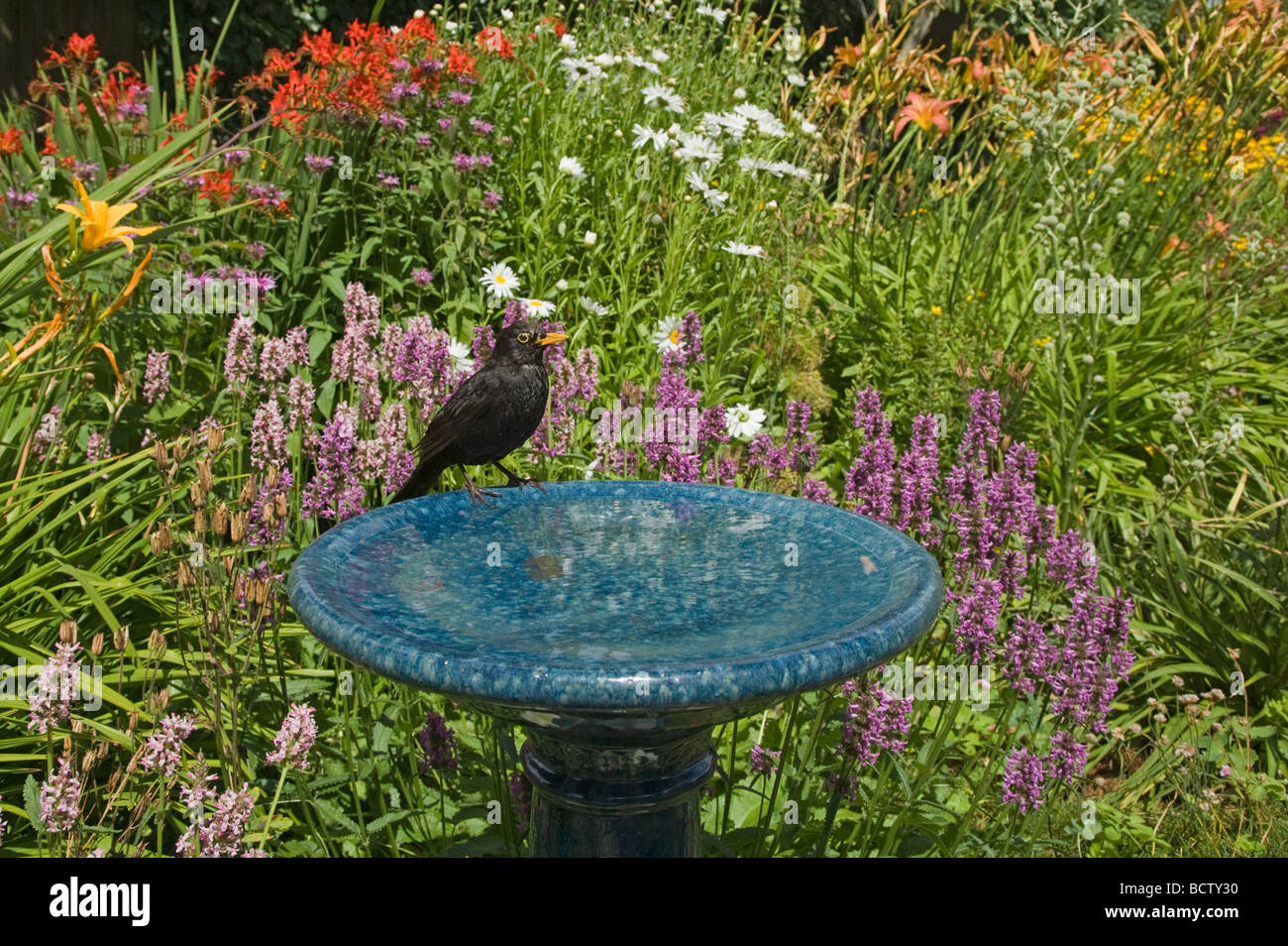 Blackbird - At garden birdbath Turdus merula Essex, UK BI019316 Stock Photo