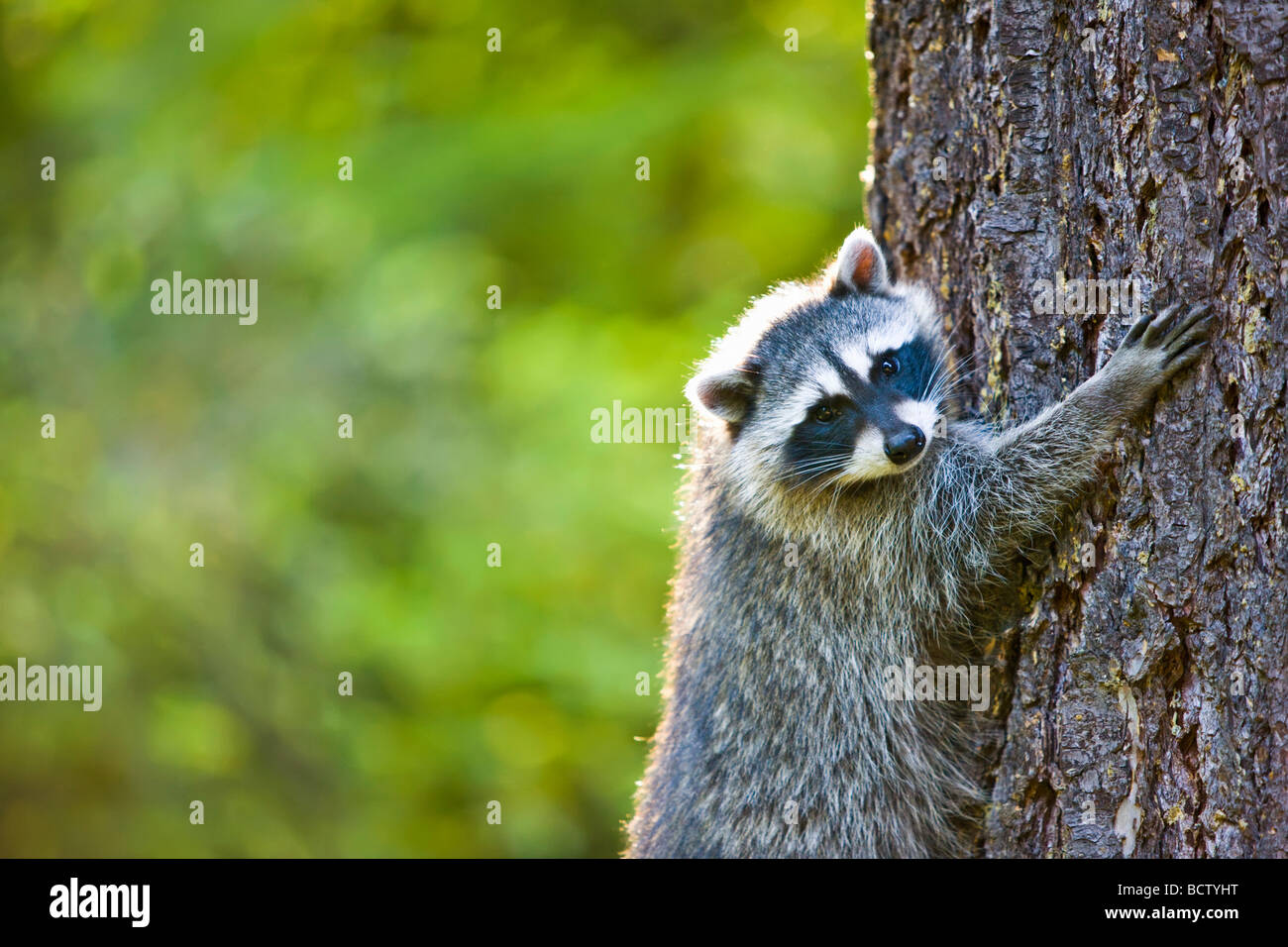 Raccoon climbing a tree Stock Photo Alamy