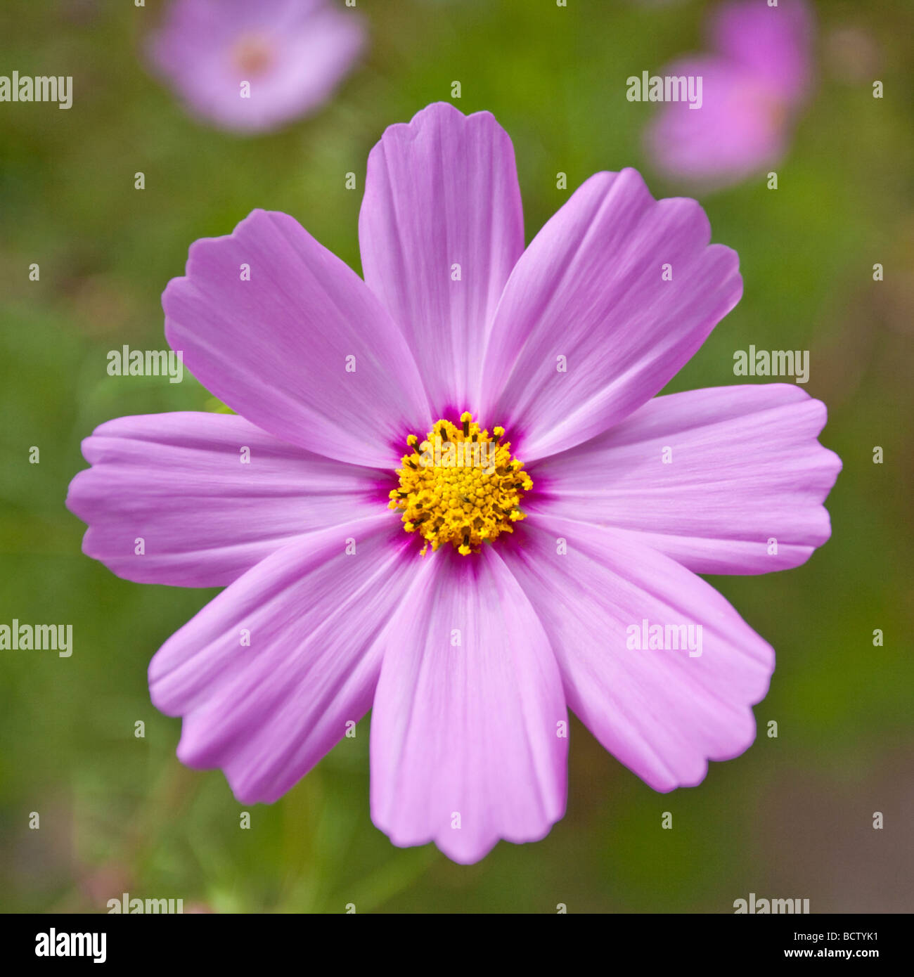 Close up cosmos flower hi-res stock photography and images - Alamy
