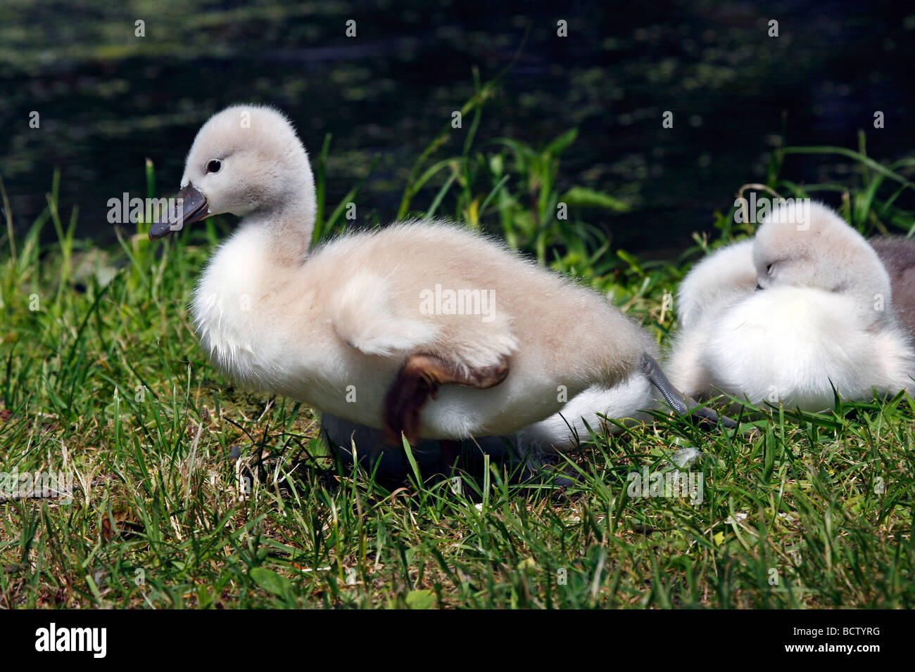 Mute Swan chicks (Cygnus olor) Stock Photo