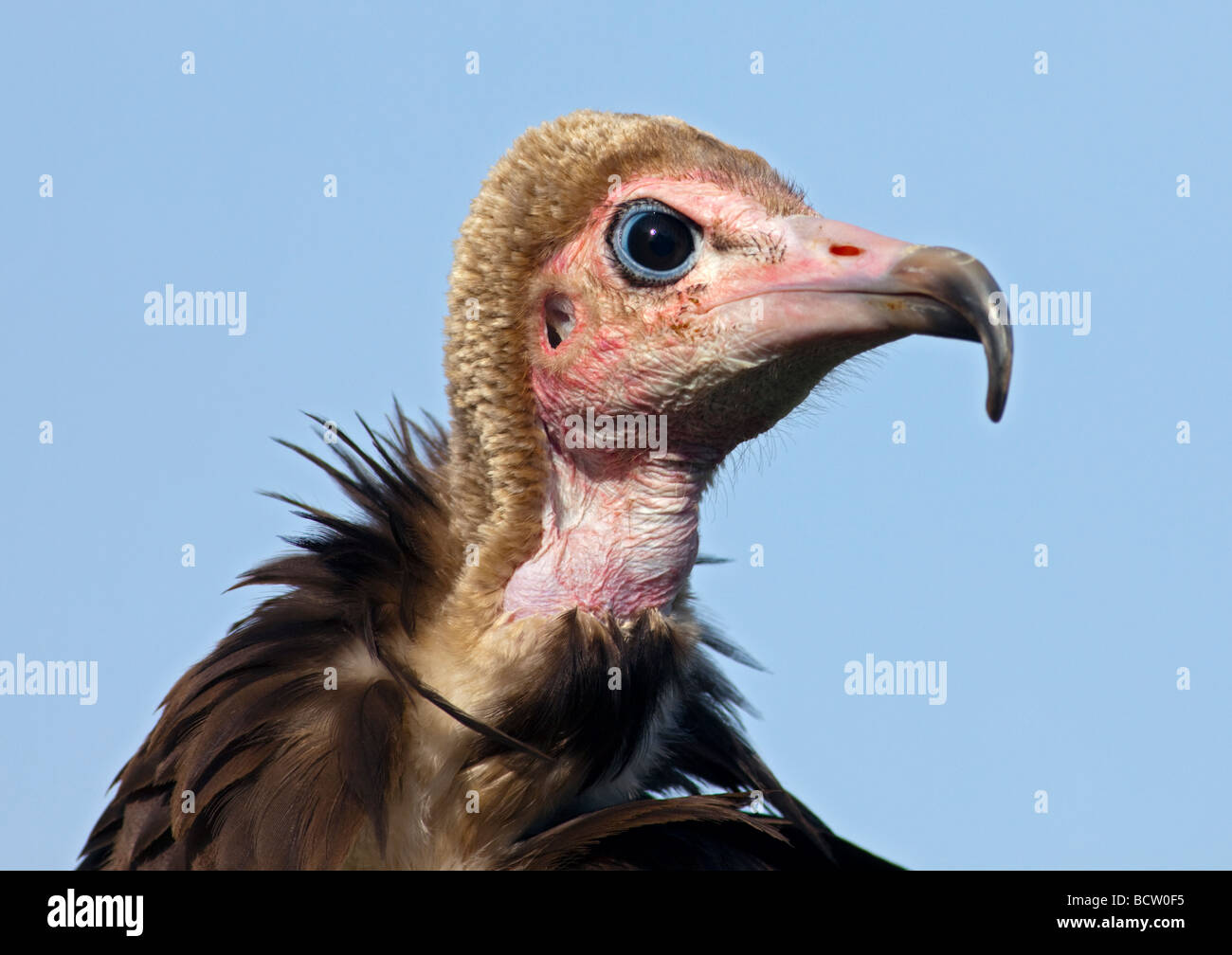Hooded Vulture (necrosyrtes monachus) Stock Photo