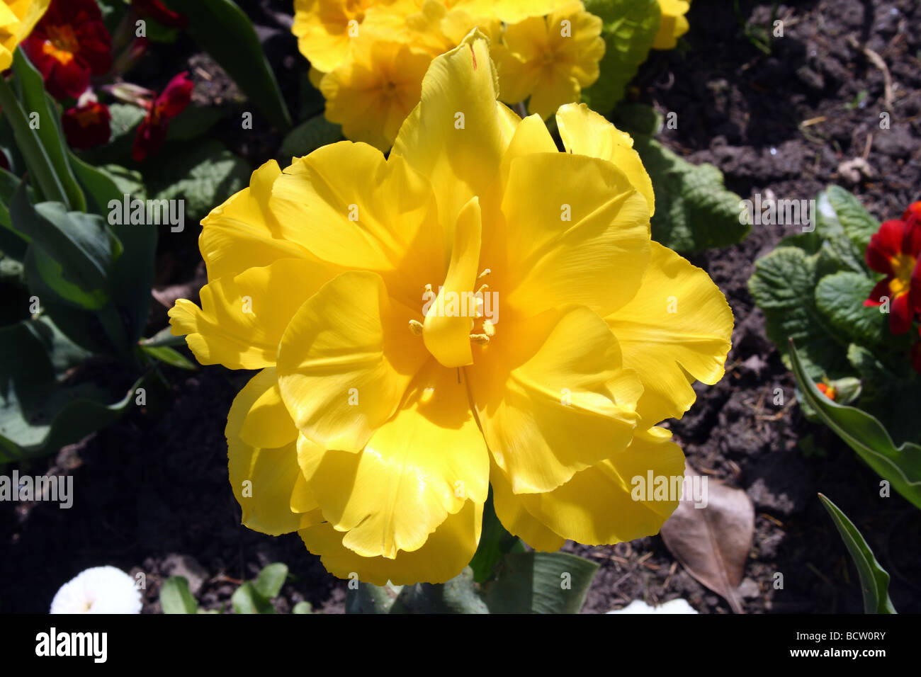 Parrot Tulips Family Liliaceae colour flowers named after colourd birds Yellow and red Cultivars are popular border plants Stock Photo
