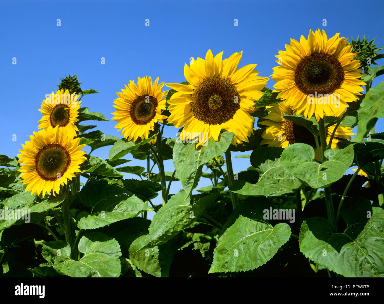 Blossoms of sunflowers (Helianthus annuus), Germany, Europe Stock Photo