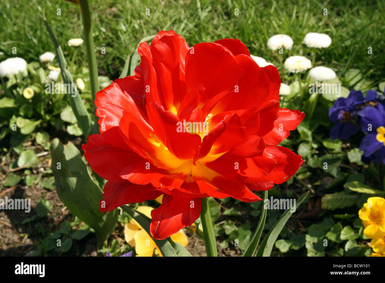 Parrot Tulips Family Liliaceae colour flowers named after colourd birds Yellow and red Cultivars are popular border plants Stock Photo