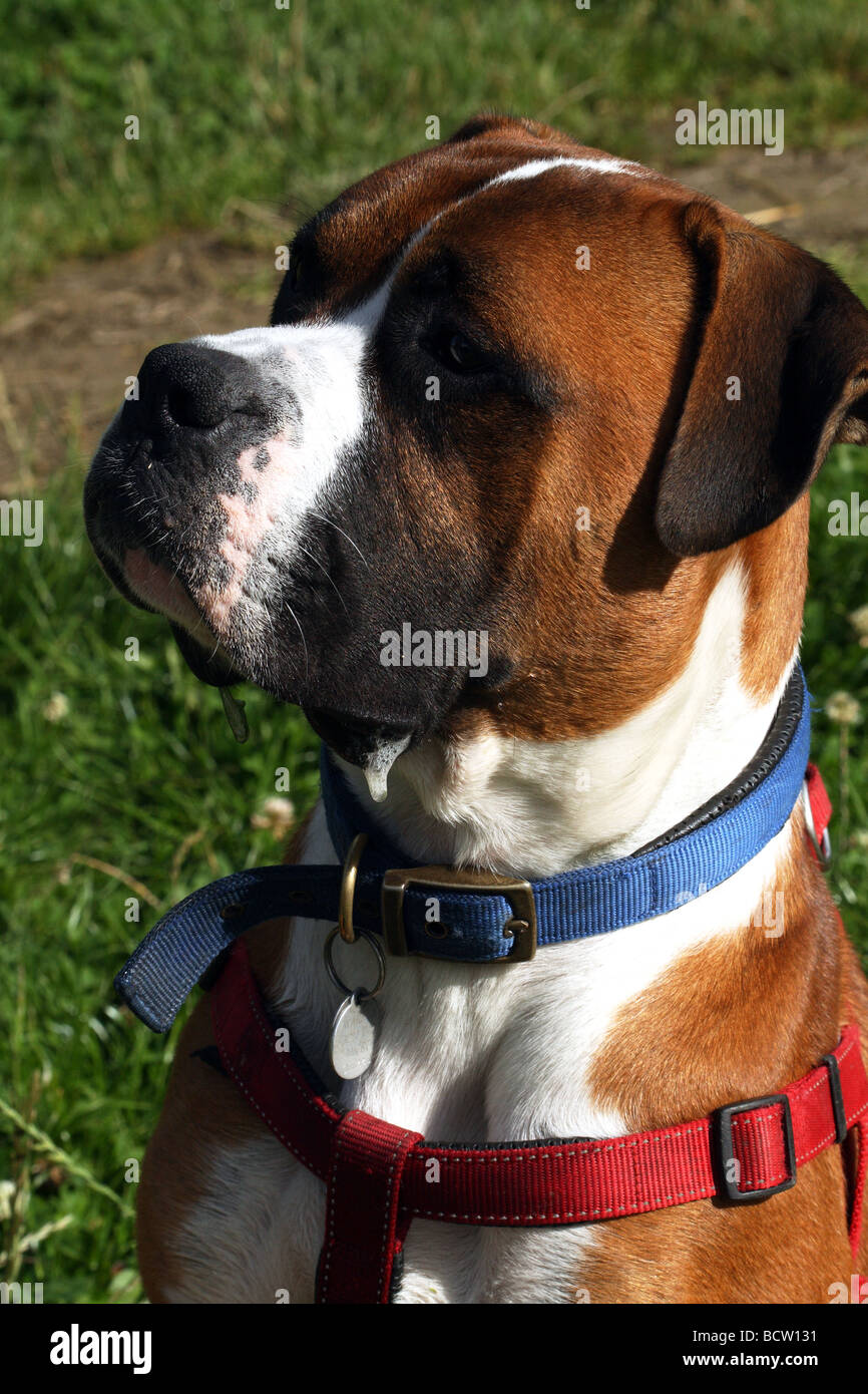 Boxer Dog face showing many expressions Stock Photo