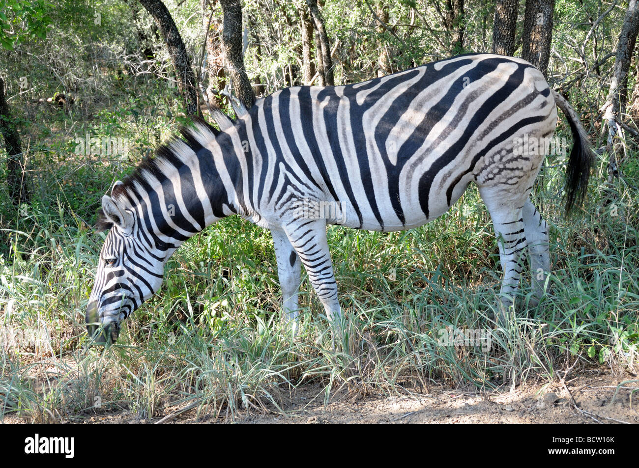 African Zebra Burchells equus Hluhluew-Umfolozi Game Reserve Zululand South Africa Stock Photo