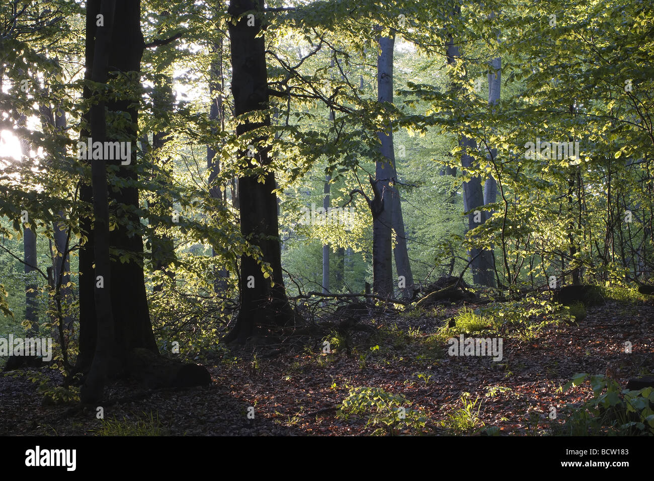 forest light Stock Photo