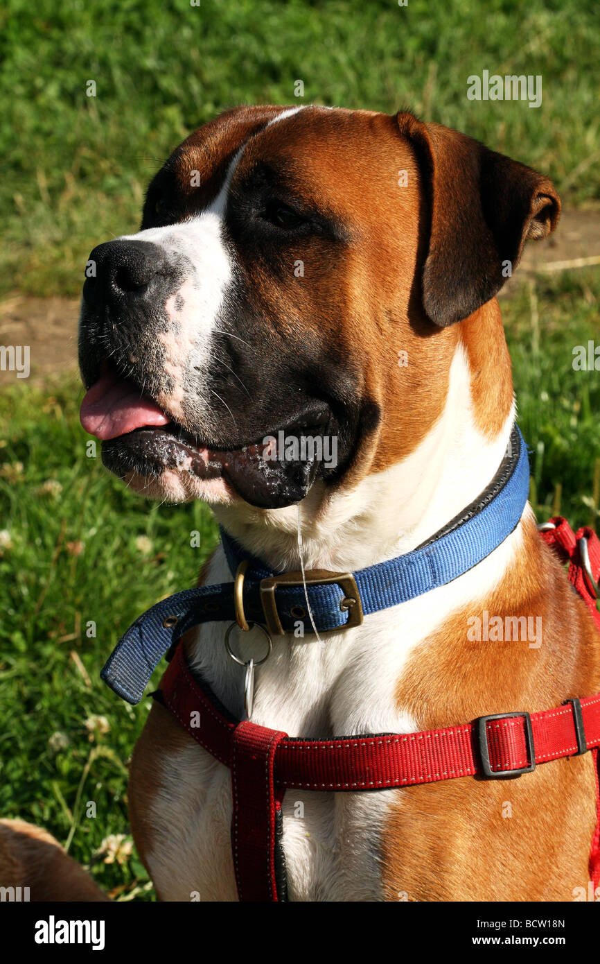 Boxer Dog face showing many expressions Stock Photo