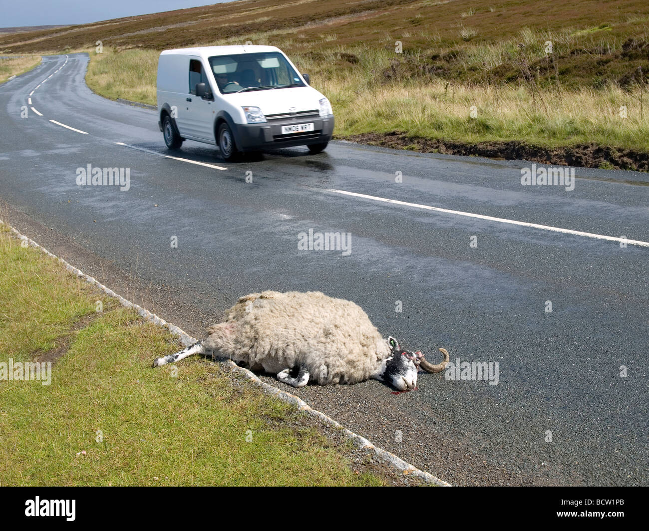 Dead sheep killed in a road accident in the North Yorkshire Moors with a passing white van Stock Photo