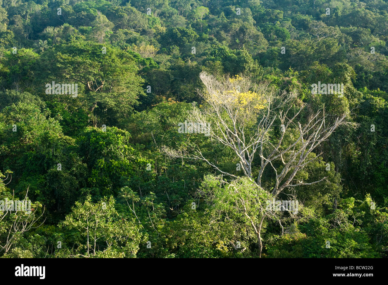 Amazon forest viewed from a canopy tower Cristalino State Park Alta