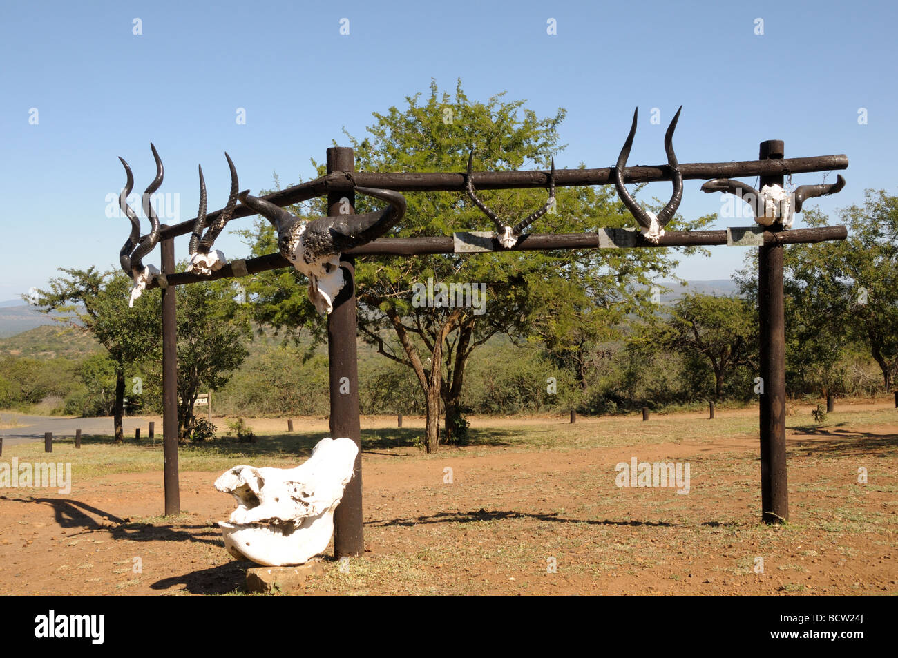 Skulls foud after poachers Hluhluwe-Umfolozi Game Reserve  KwaZulu Natal Zululand South Africa Stock Photo
