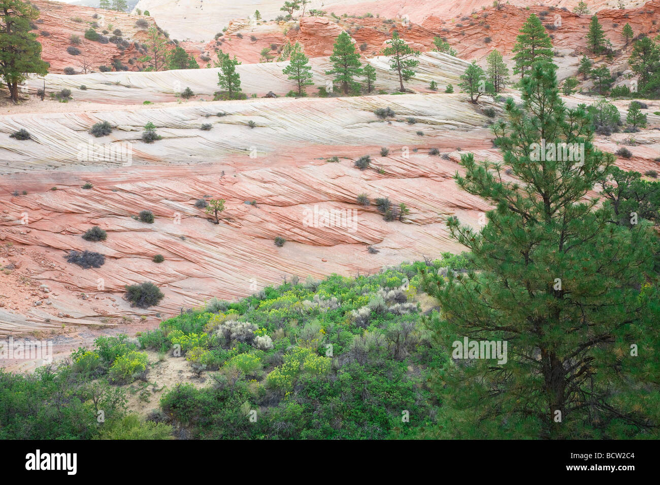 Zion National Park, Utah, USA, wild west Stock Photo Alamy