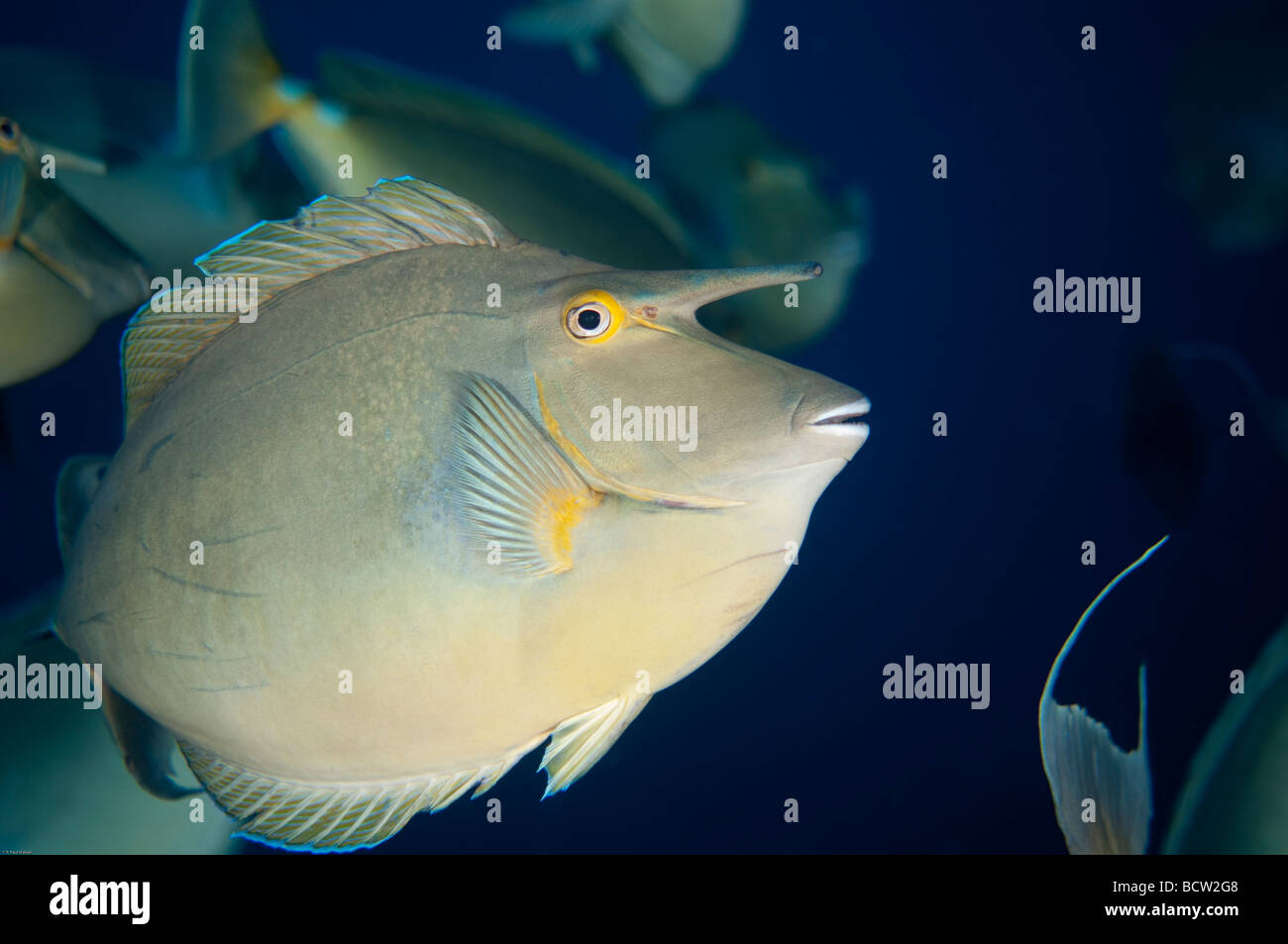 A Short-nose unicornfish takes a moment to regard the photographer before rejoining the other fish in the school. Stock Photo