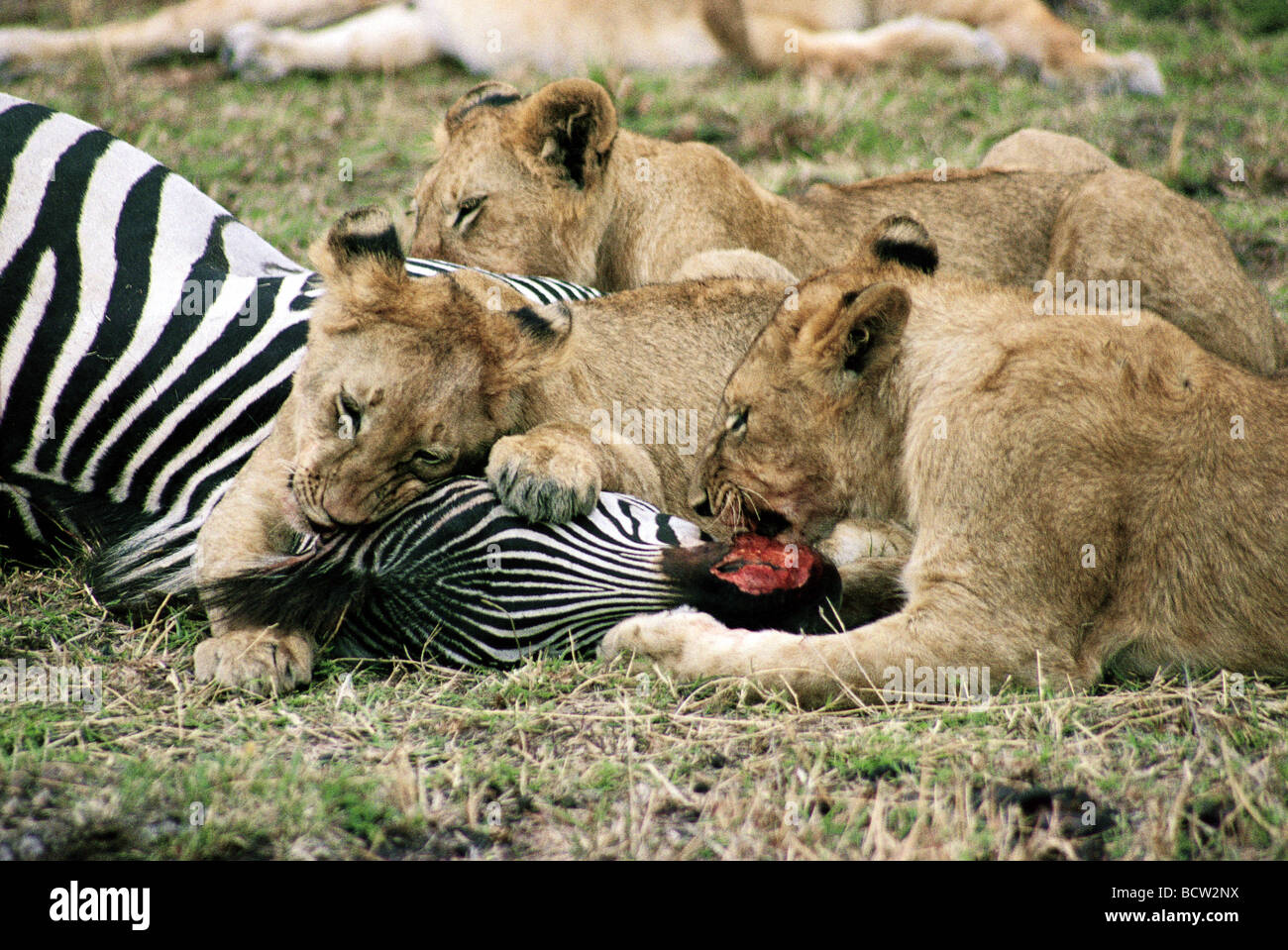Young lions starting to feed on freshly killed Common Zebra Masai Mara National Reserve Kenya East Africa Stock Photo