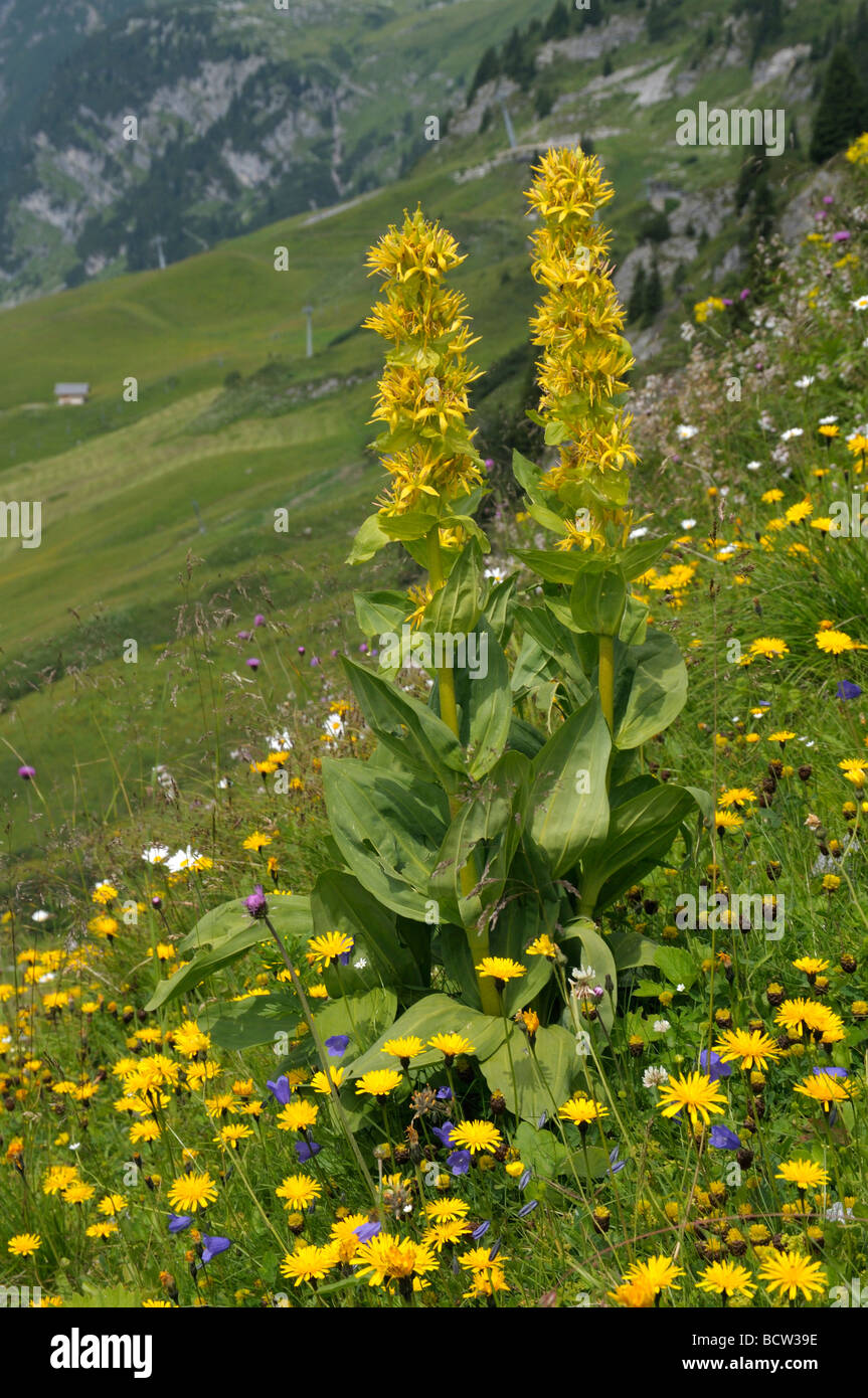 Great Yellow Gentian (Gentiana lutea). Flowering plant in colorful alpine meadow Stock Photo