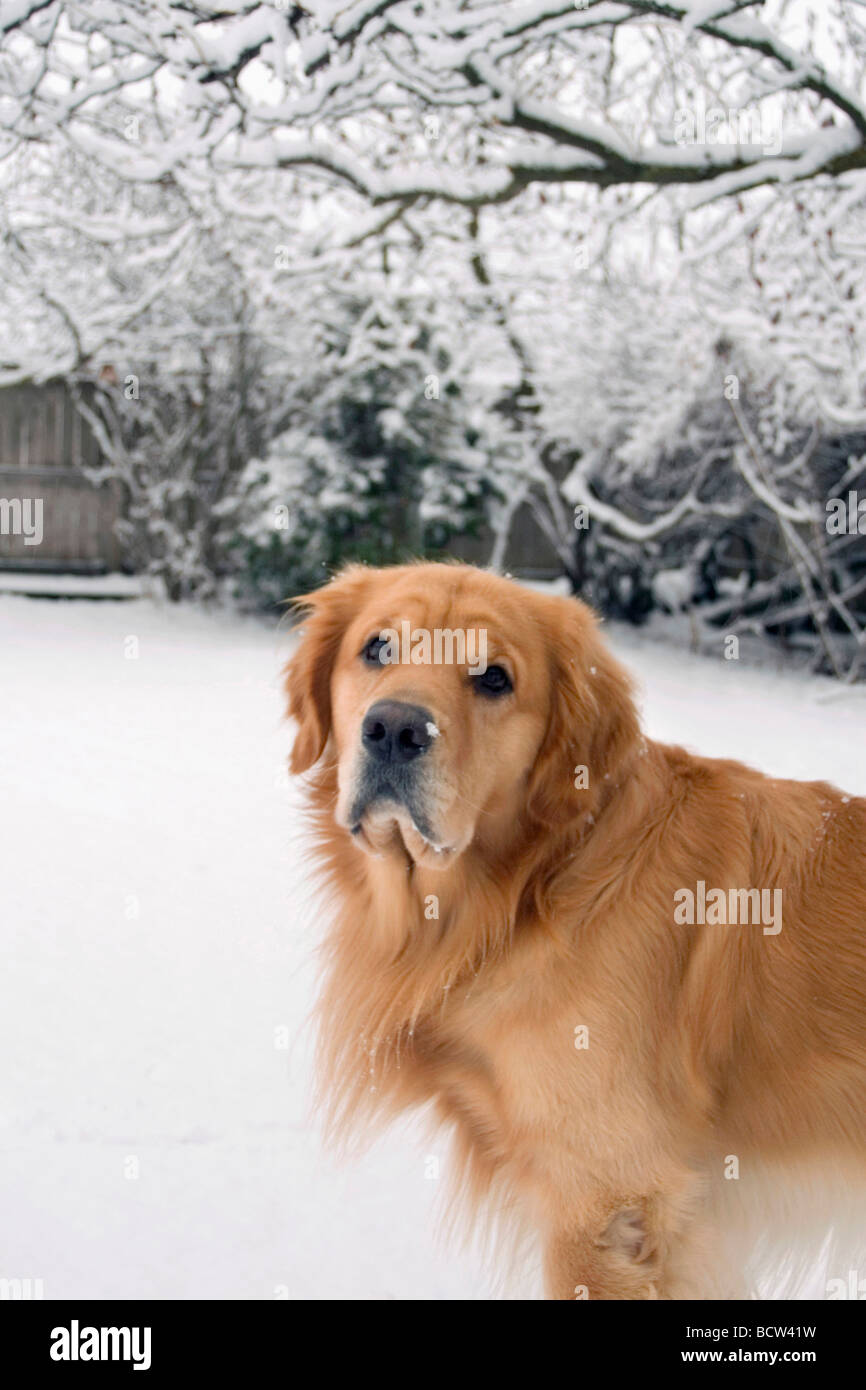 Golden Retriever outdoors in the snow Stock Photo - Alamy