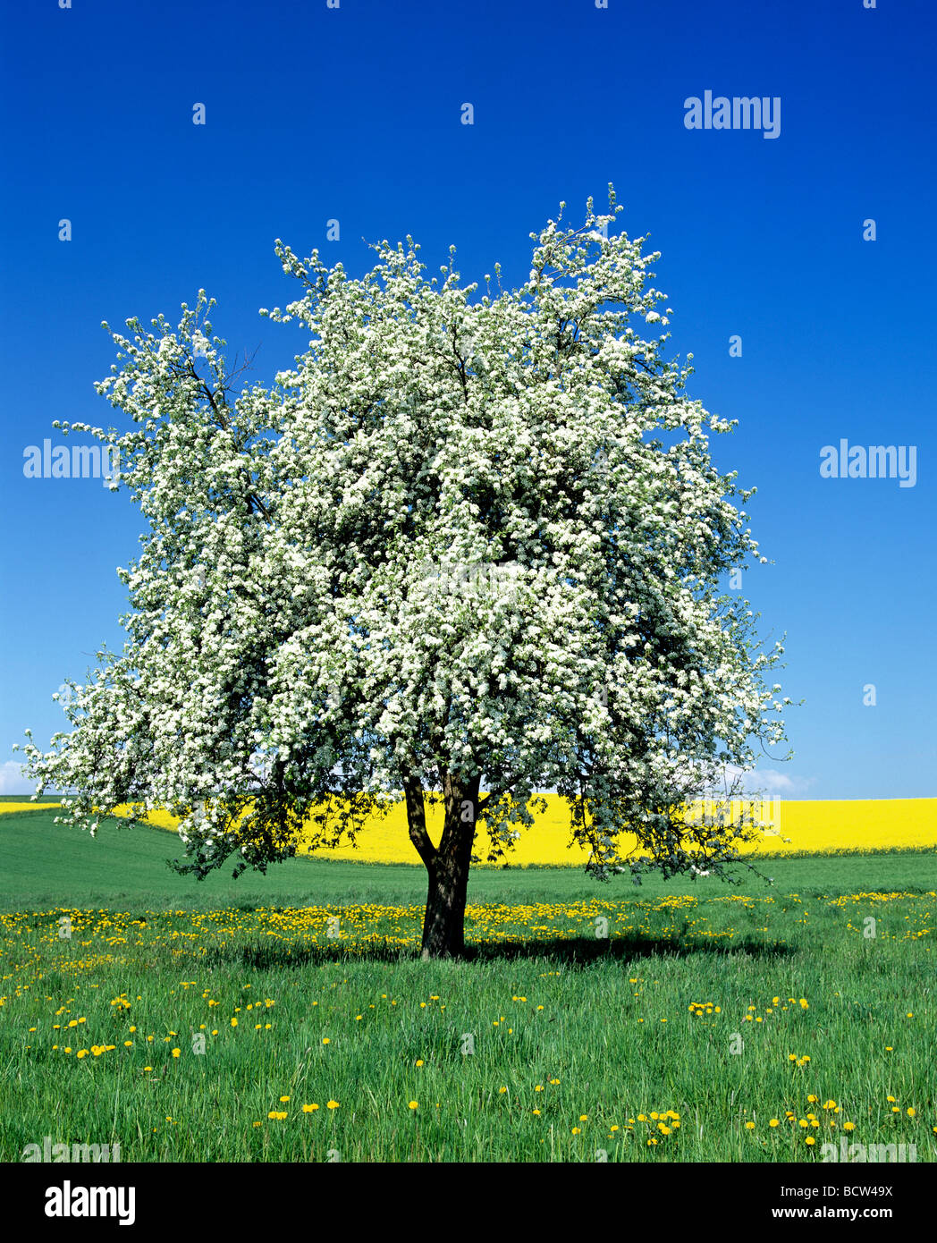Blossoming Pear Tree (Pyrus) in front of a rape field, spring, Germany, Europe Stock Photo