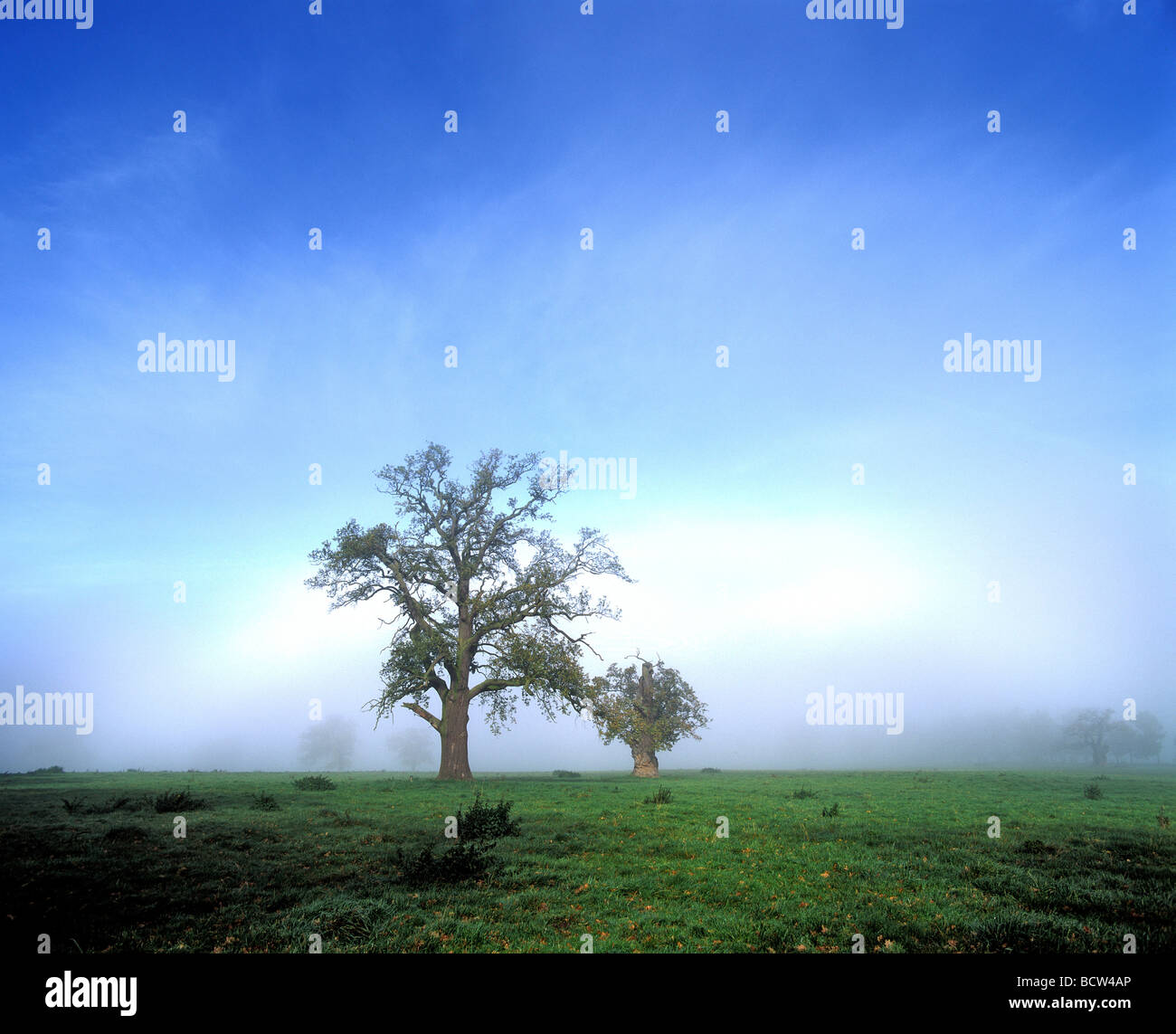 Gnarly Oak (Quercus), in morning mist, Germany, Europe Stock Photo