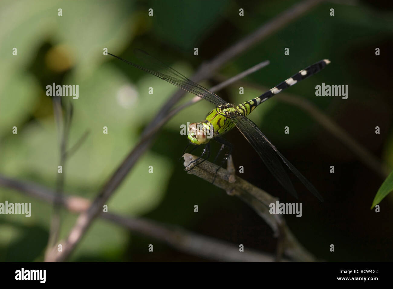 Dragonfly (Odonata epiprocta) on a branch, Florida, USA Stock Photo