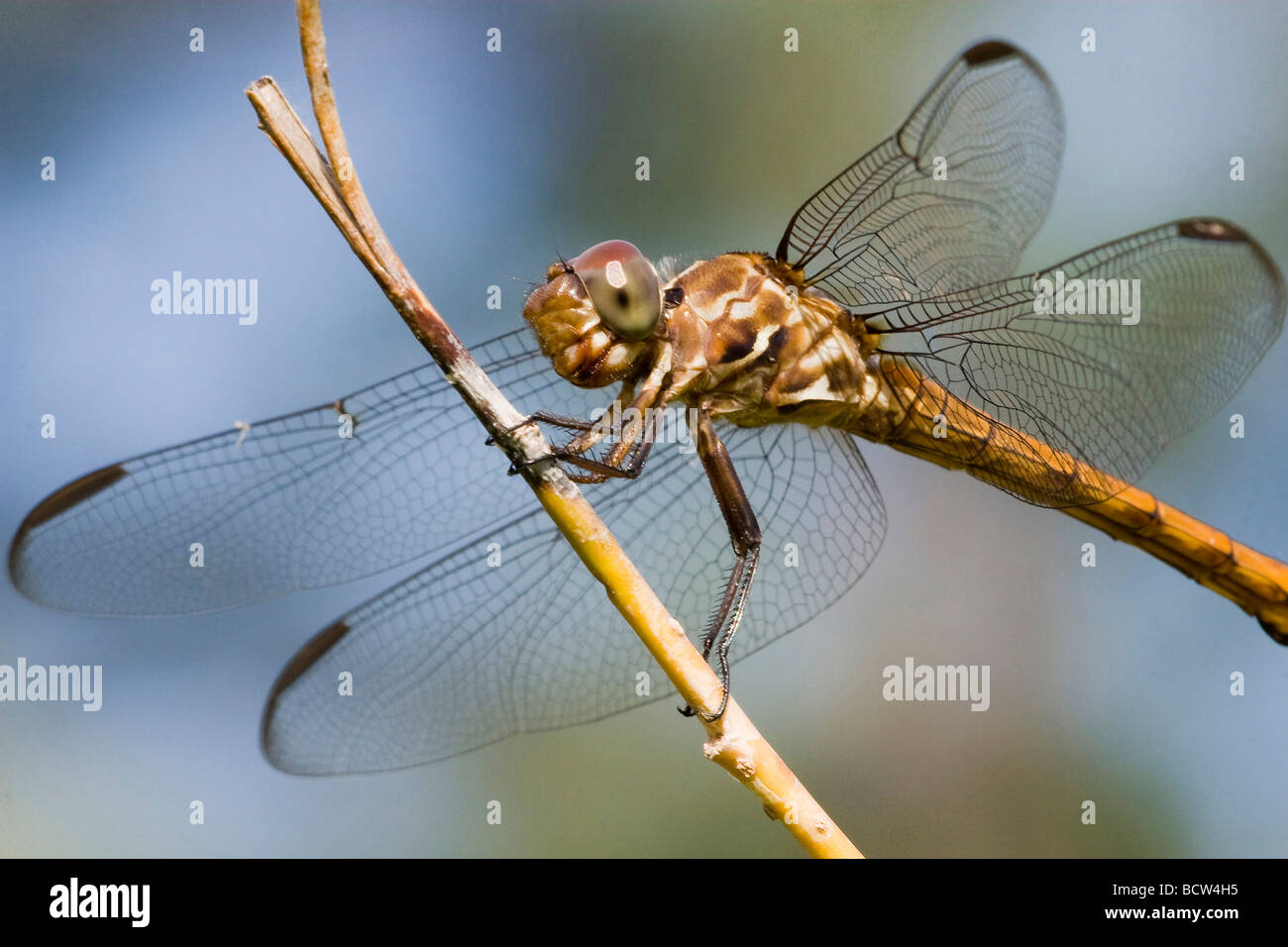 Close-up of a dragonfly (Odonata epiprocta) on a branch, Florida, USA Stock Photo