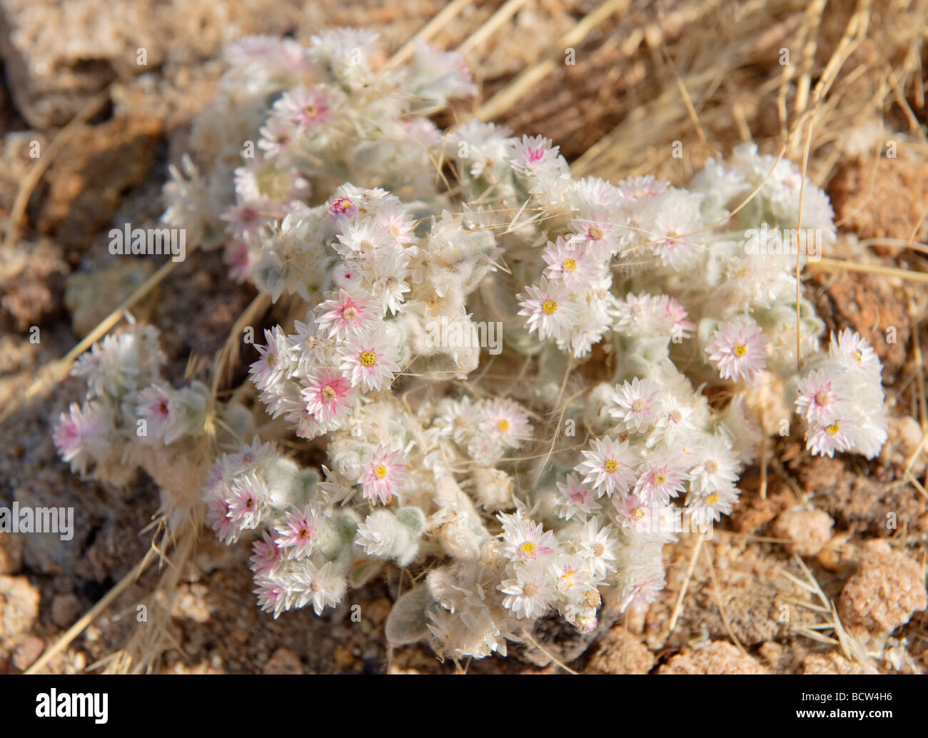 Helichrysum (Helichrysum roseoniveum), Namibia, Africa Stock Photo