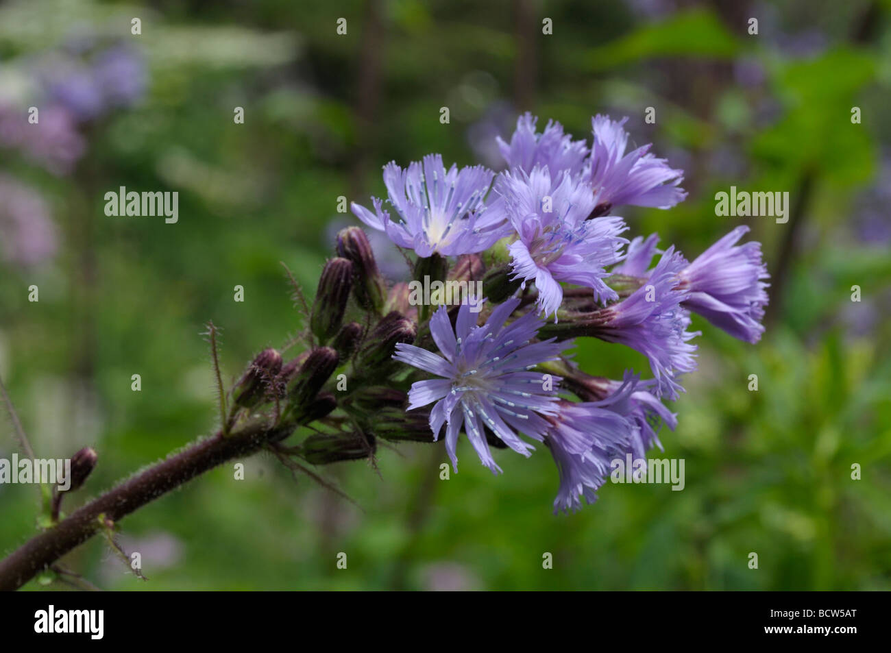 Alpine Blue-sow-thistle (Cicerbita alpina), flowers Stock Photo
