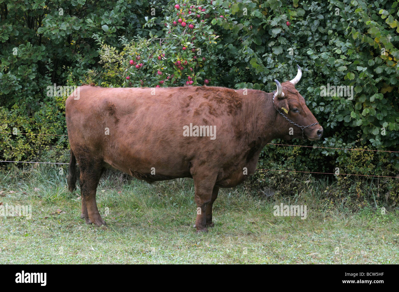 Domestic Cattle (Bos primigenius, Bos taurus), breed: Vogtlaender Red Cattle. Cow on a pasture Stock Photo
