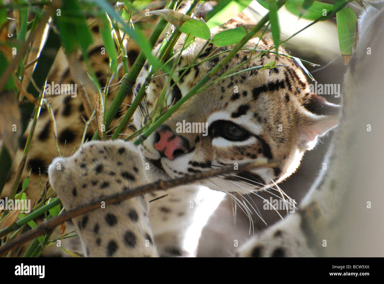 Ocelot peeking round bush Stock Photo