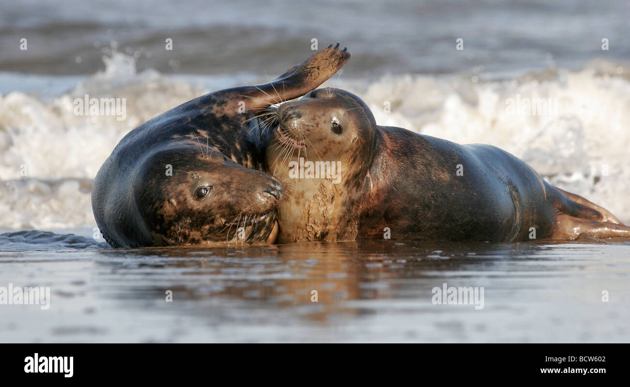Two Young Atlantic Grey Seals In Sea Surf, Halichoerus grypus, Lincolnshire, England, UK Stock Photo