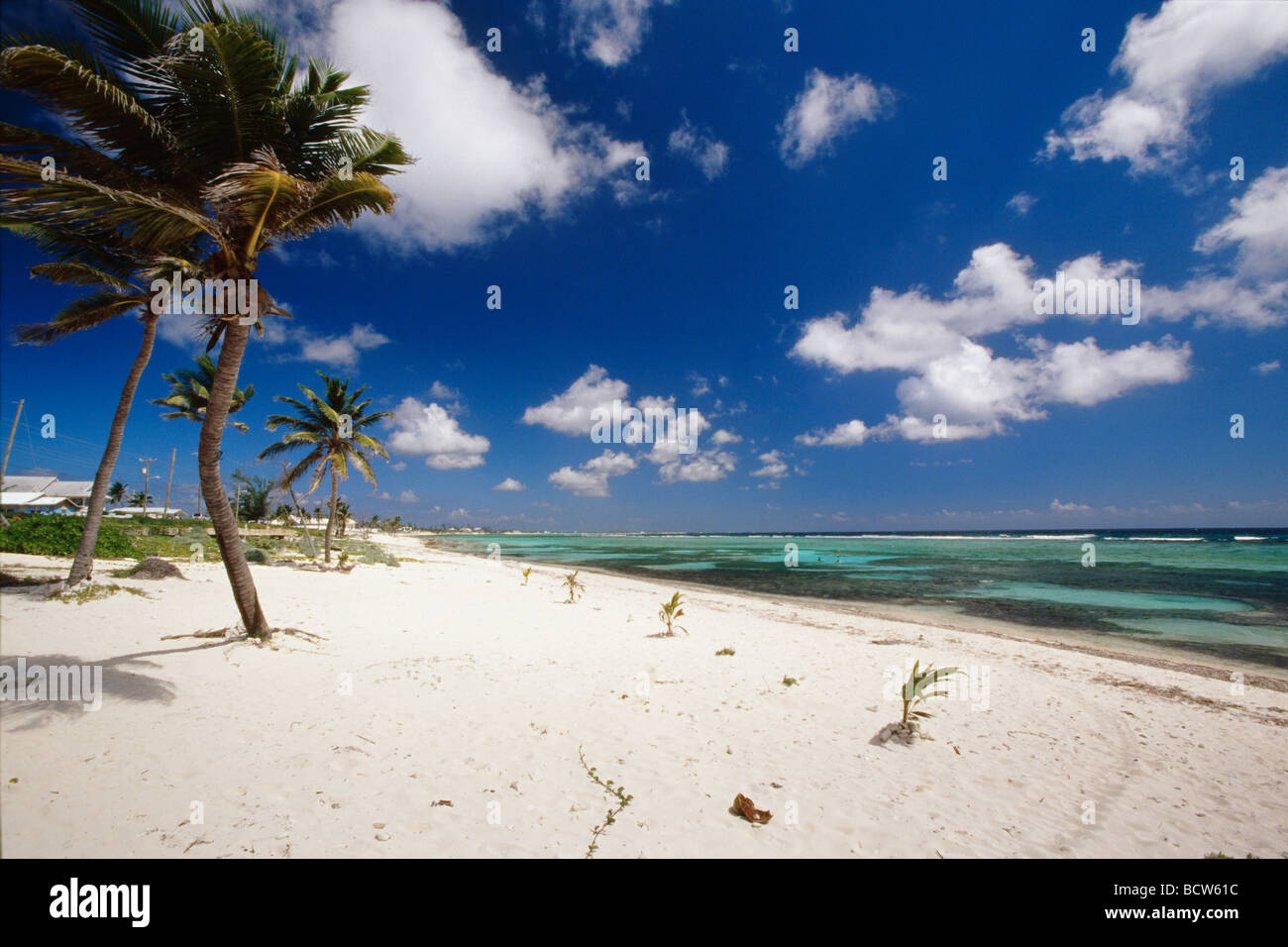 Palm trees on the beach, Grand Cayman, Cayman Islands Stock Photo - Alamy