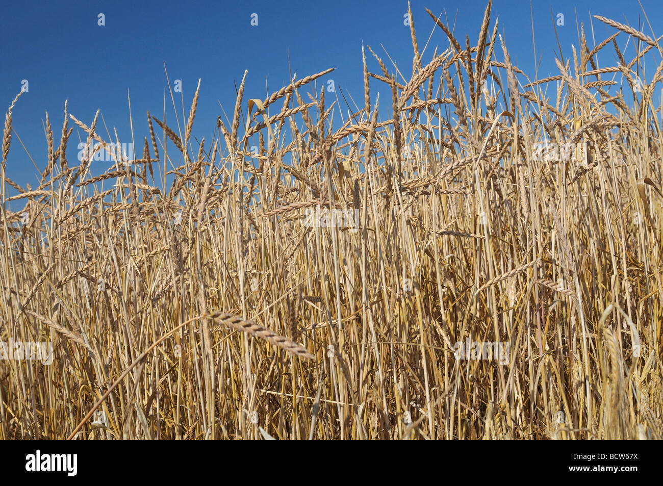 Spelt (Triticum spelta), field with ripe corn Stock Photo