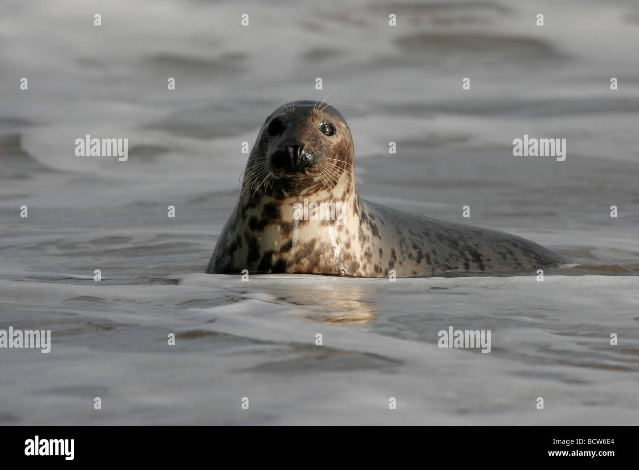 Young Atlantic Grey Seal in the Sea, Halichoerus grypus, Lincolnshire, England, UK Stock Photo