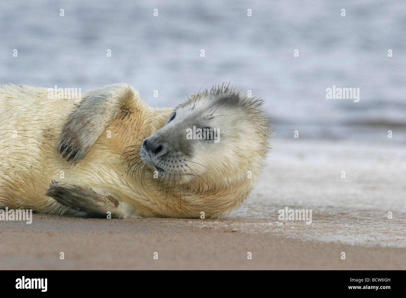 Atlantic Grey Seal Pup on Sandy Beach, Halichoerus grypus, Lincolnshire, England, UK Stock Photo