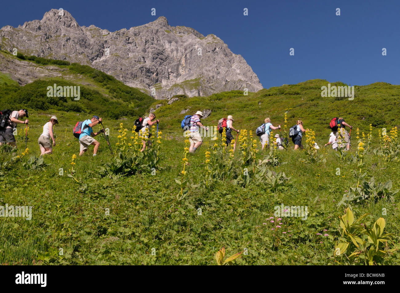 Great Yellow Gentian (Gentiana lutea). Hikers crossing a meadow with flowering plants Stock Photo